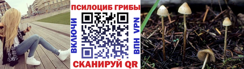 Галлюциногенные грибы Cubensis  ОМГ ОМГ ссылка  Шагонар 